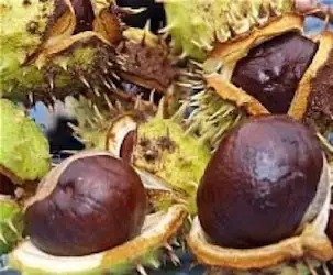 Varis Yakınmalarına İyi Gelen Bitkiler