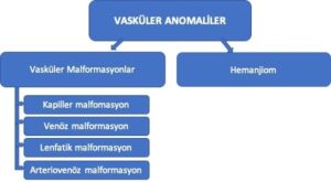 Damar Anomalileri