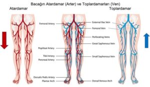 Toplardamar