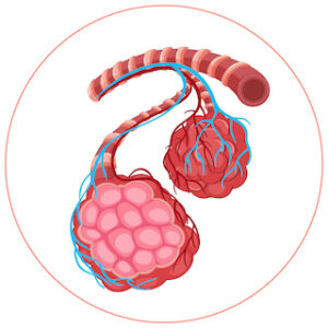 Embolizasyon nedir